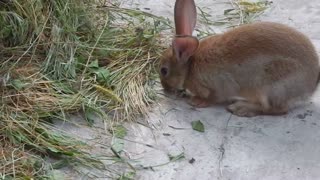 Our cute rabbit