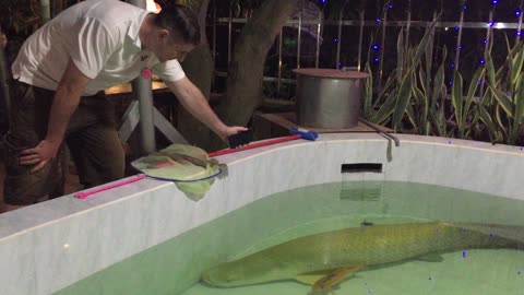 BIG Fish; one NOT For Eating at a Vietnamese Restaurant