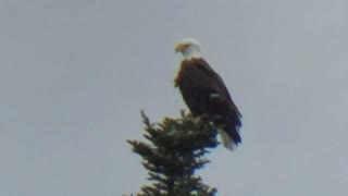 American Bald Eagle