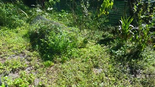 Chickens Free Ranging While Chores Happen