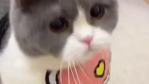 OMG! Amazing Cat Funny Videos! Boka boka #shortsfeed 😻😻