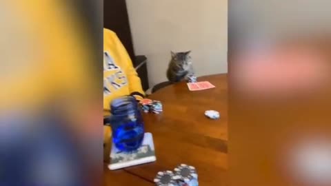 Cat Playing Cards, Cat Video