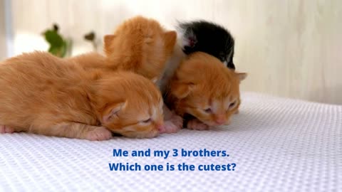 Me And My 3 Cats Brothers Which one is the cutest?