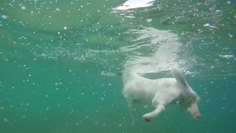 Cute dog swimming