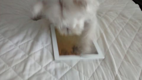 Energetic dog attempts to beat iPad game