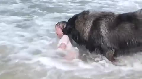 Cute baby rescued by dog in the sea ⛵