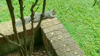 Cute and adorable squirrel (Mika The Squirrel 🐿️)