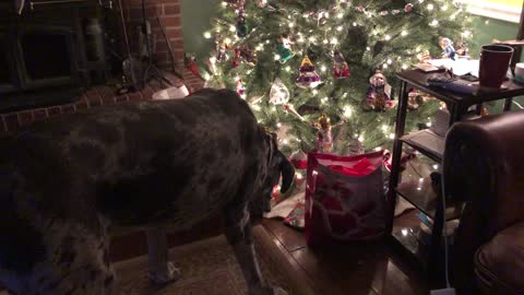 Great Dane Enthusiastically Opens Christmas Gift