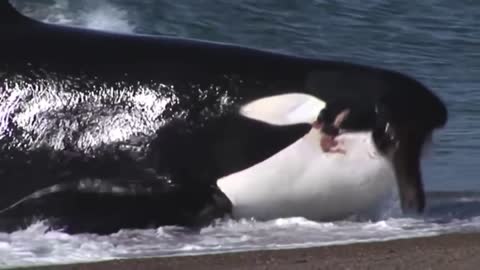 Killer whale attacks Seal on beach