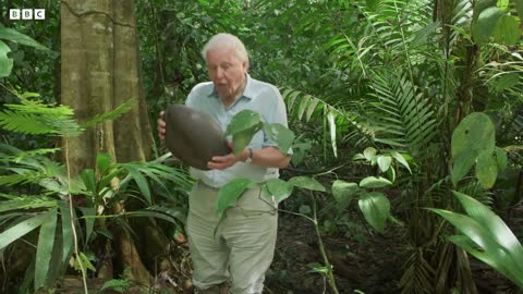 Sir David Attenborough Gives a Lesson on Seeds | The Green Planet | BC Earth