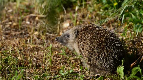 Little Hedgehog Were Found In Lost forest