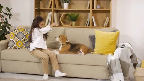 Cheerful little girl with long brunette hair holding treat in hand and teasing cute beagle dog