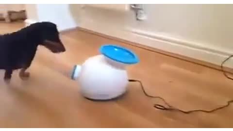 dog catching machine