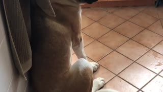Guy shows brown white dog his broken sandal that dog chewed