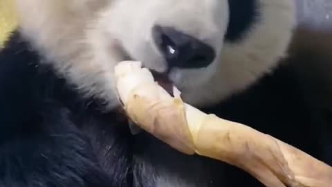Pandas smell good when they eat