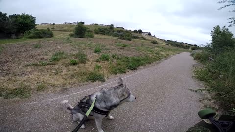 **Warning** Siberian Husky Protecting Owner Caught On Video | Guard Dog Test In Action