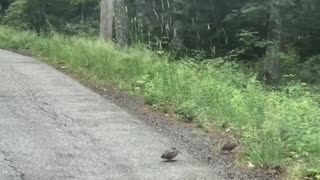 Dancing woodcock.