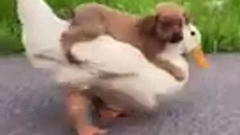 Puppy and duck