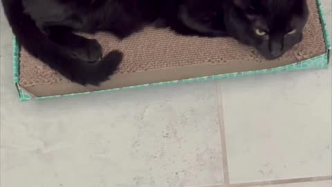 Adopting a Cat from a Shelter Vlog - Cute Precious Piper Lays on Her Tuffet #shorts
