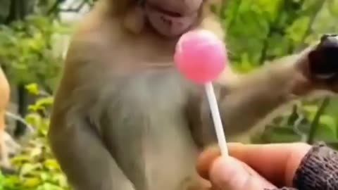 so awesome video monkey eat sweets