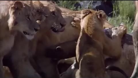 Lion vs crocodile fight