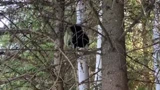 Nature and bird: Blackcomb mountain, early black bird