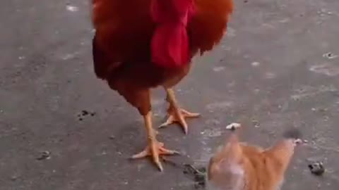 Cat and cock funny fighting scene#shorts