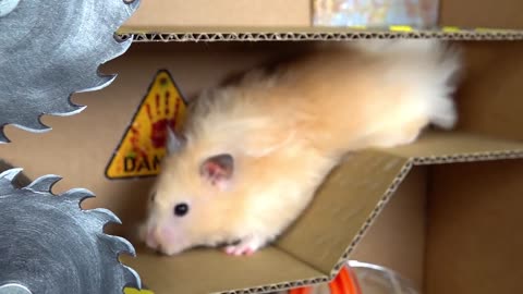 🐹Awesome Hamster Maze with Traps 😱[Obstacle Course]😱
