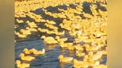 Army of Cute Baby Ducks Waddle To Pond