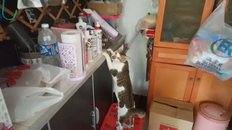 Sneaky cat caught trying to steal food