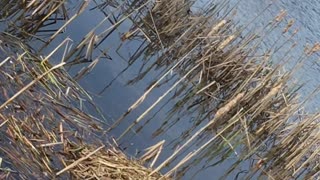 Schwan hat das Nest fertig gebaut