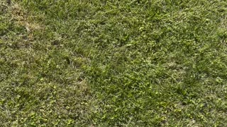 Baby Goat Harasses Giant Tortoise