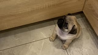 Tiny Demanding Pug Puppy