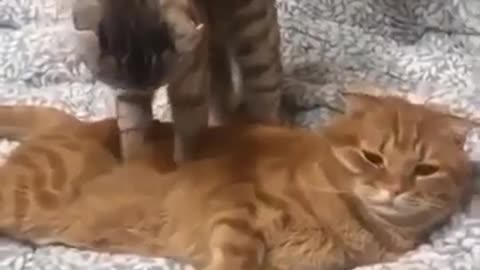 My cute mimi cat massaging another cat