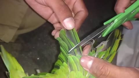 How To Trim Ring Neck Parrot chicks wings some easy tips in Urdu Hindi_p9