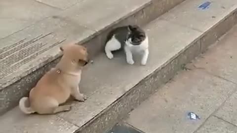 Cute Cat's and Dog's Fight