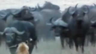 Buffalo stampeded lion save buffalo calf #shorts #lionvsbuffalo