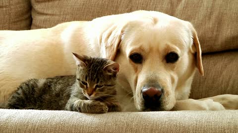 Cat–Dog Relation Ship Dog Becomes Obsessed With A Tiny Kitten | The Dodo Odd Couples