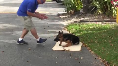 TEACH YOUR DOG THE BED COMMAND (positive training)