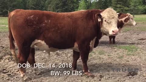 Registered Hereford Bull “RIB EYE 12F”