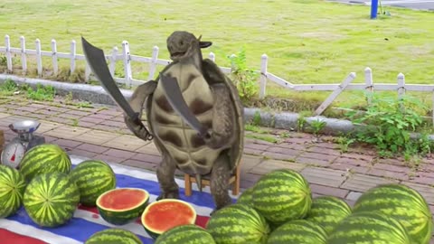 Brother Turtle, you are eating melons and watching the show, are you familiar with it?