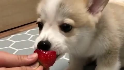 Cute doggo eating strawberries ოර⌄රო