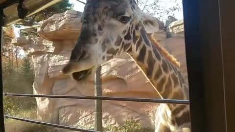 Feeding the cute giraffe