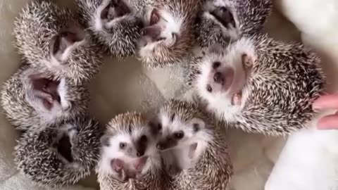 There are about 17 species of hedgehogs in the world.