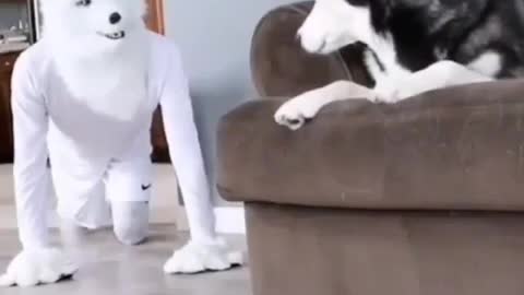 He really scared🤣🤣😂 Funny dog video