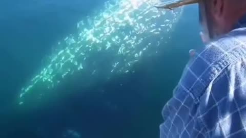 A blue whale making amazing 😍 sounds😲😯