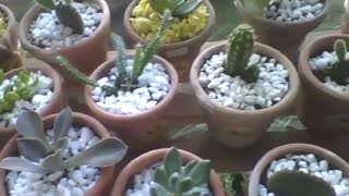 Many mini cactus in small pots at flower shop, pretty and adorable! [Nature & Animals]