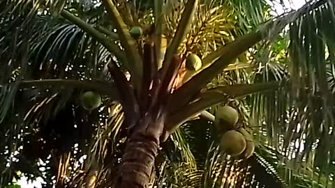 Village 🥥🥥COCONUT 🥥🥥🌴Tree | At our Home