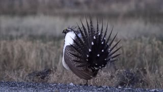 Greater Sage Grouse Shows off Impressive Mating Display