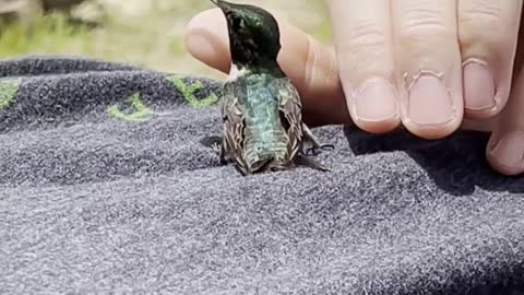 Hummingbird Stops by for a Rest